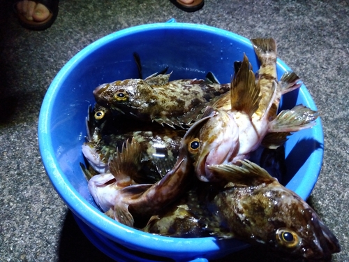 カサゴの釣果