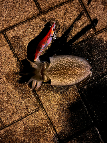 コウイカの釣果