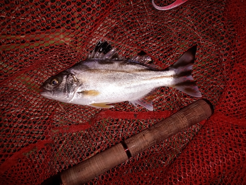 コトヒキの釣果