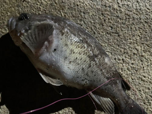 クロソイの釣果