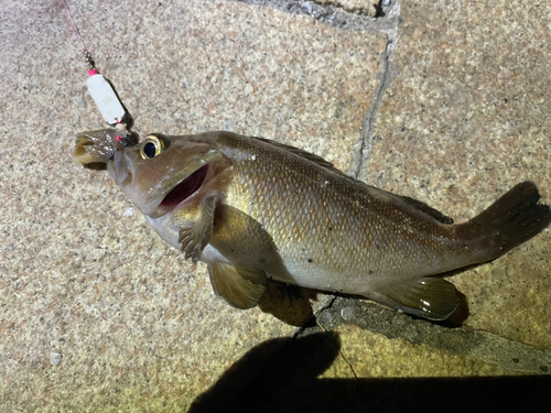 エゾメバルの釣果