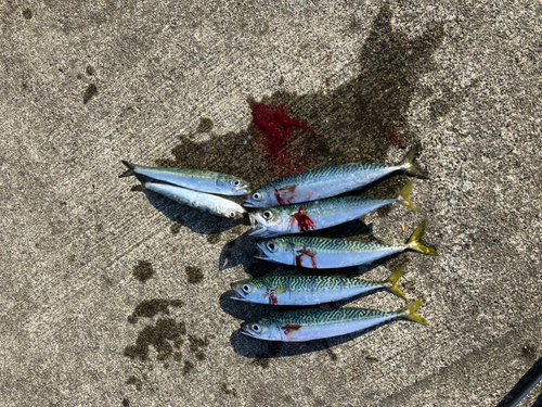 サバの釣果