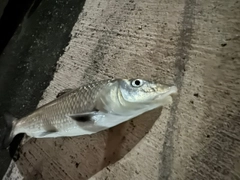 マルタウグイの釣果