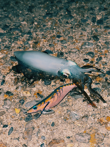 アオリイカの釣果