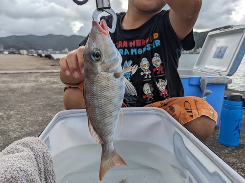 アマミフエフキの釣果