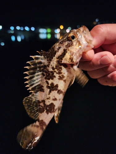 タケノコメバルの釣果