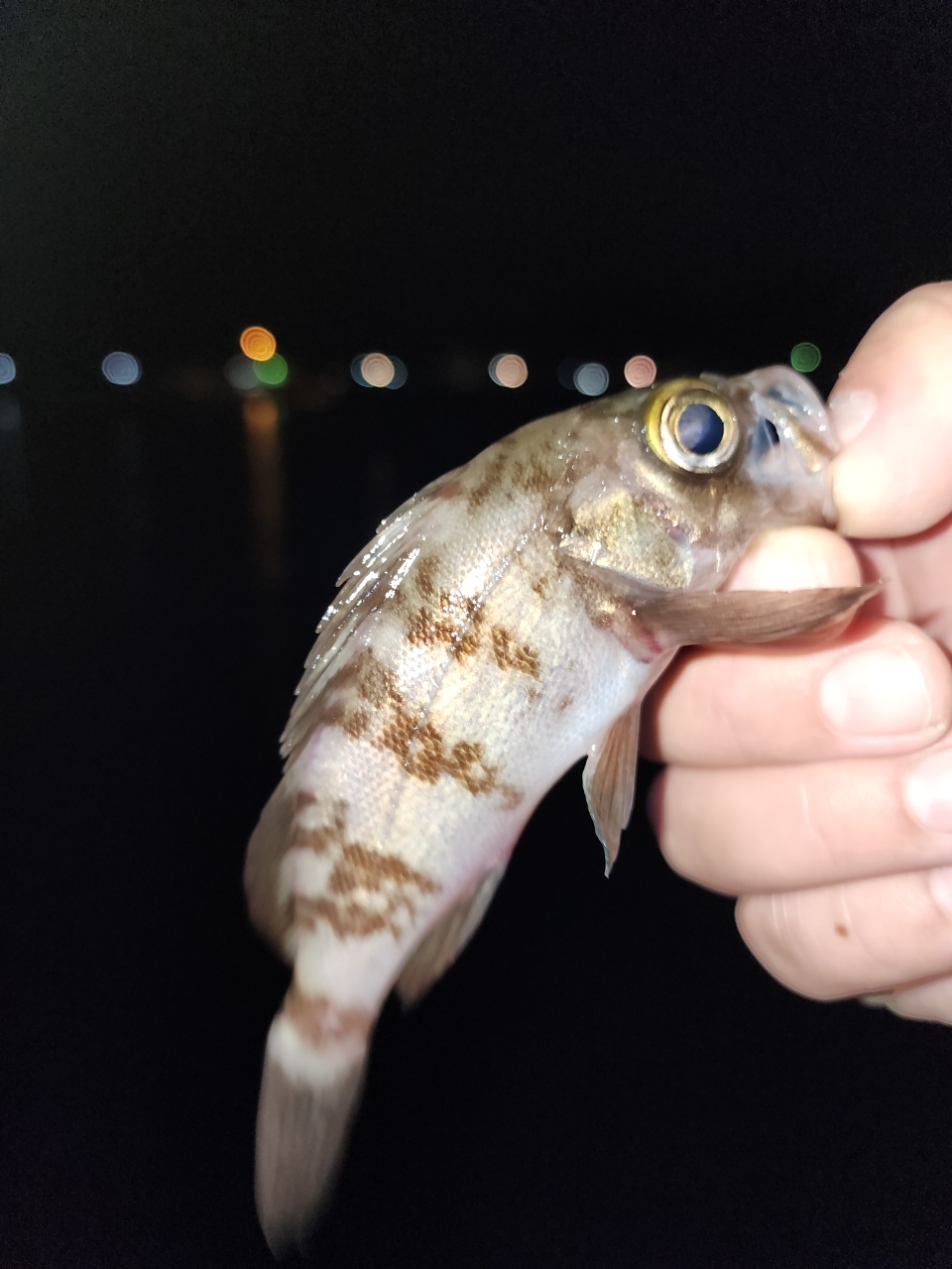 タケノコメバル