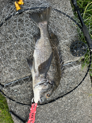 チヌの釣果