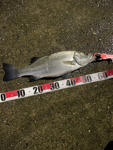 フッコ（ヒラスズキ）の釣果