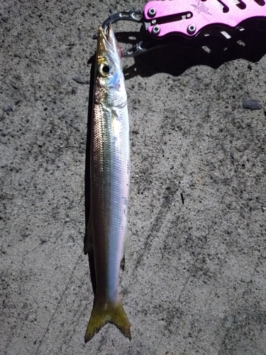 カマスの釣果