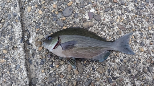 メジナの釣果