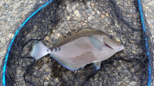 サンノジの釣果