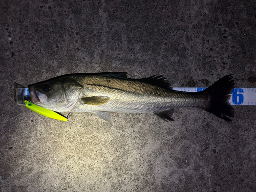 シーバスの釣果