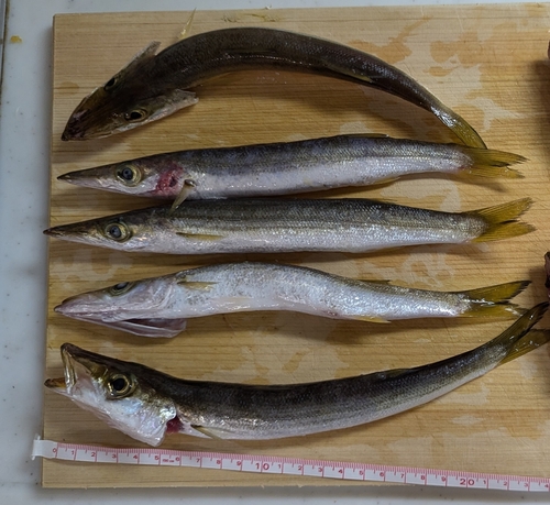 カマスの釣果