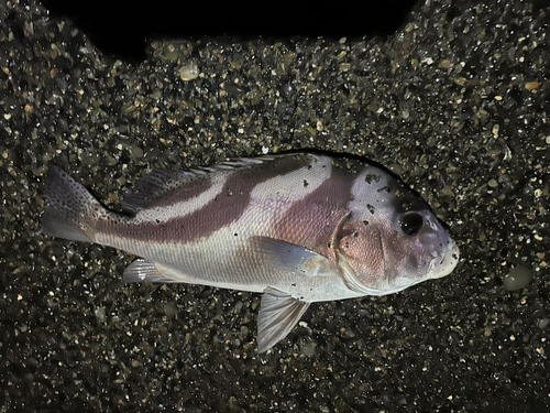 コショウダイの釣果