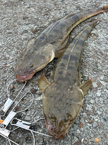 マゴチの釣果