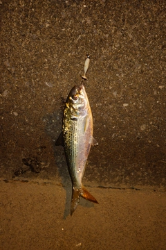 コノシロの釣果