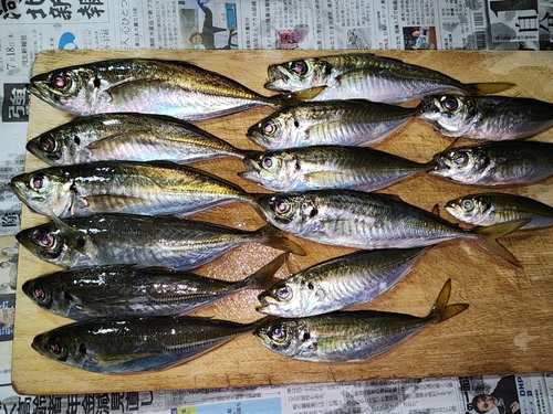 アジの釣果