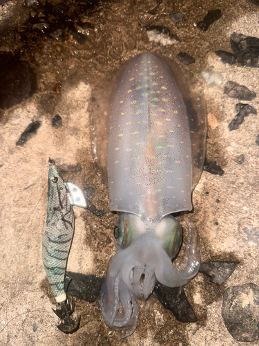 アオリイカの釣果