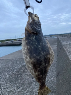 ソゲの釣果