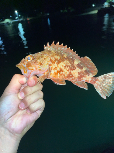 カサゴの釣果