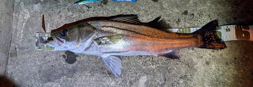 シーバスの釣果