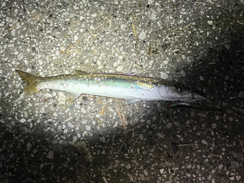 カマスの釣果