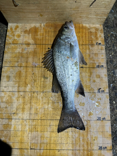 セイゴ（ヒラスズキ）の釣果