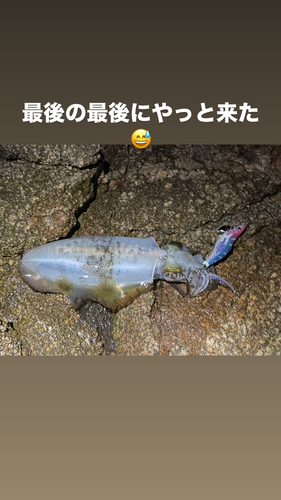 アオリイカの釣果