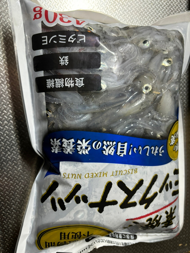 マメイカの釣果