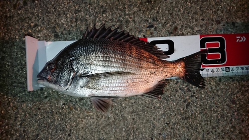 クロダイの釣果