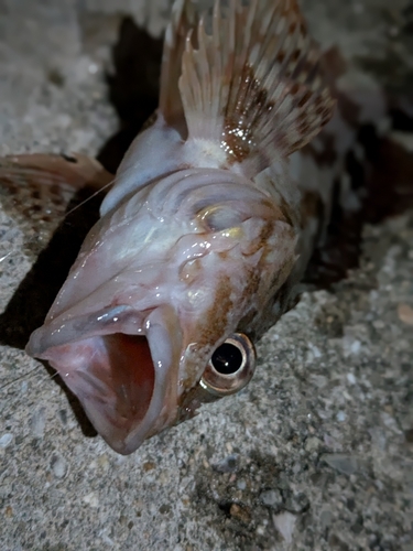 カサゴの釣果