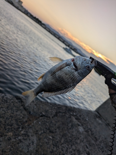 キビレの釣果