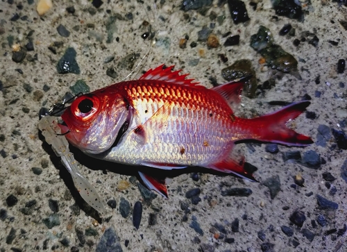 ナミマツカサの釣果