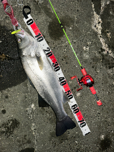 ヒラスズキの釣果