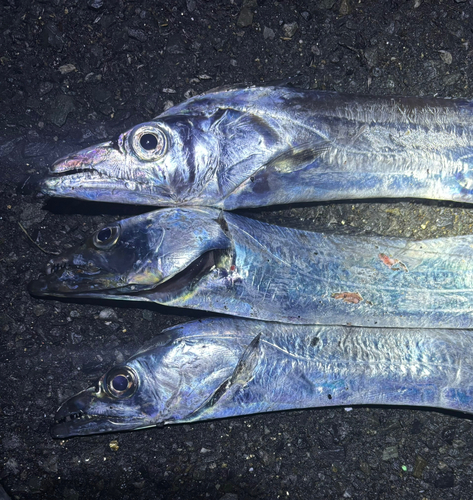 タチウオの釣果