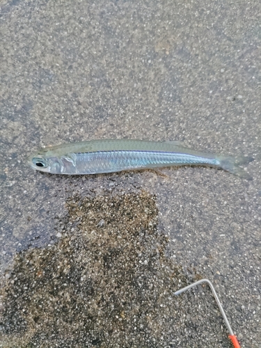 イワシの釣果