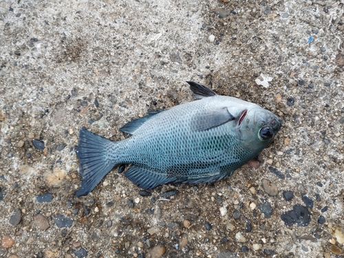 メジナの釣果