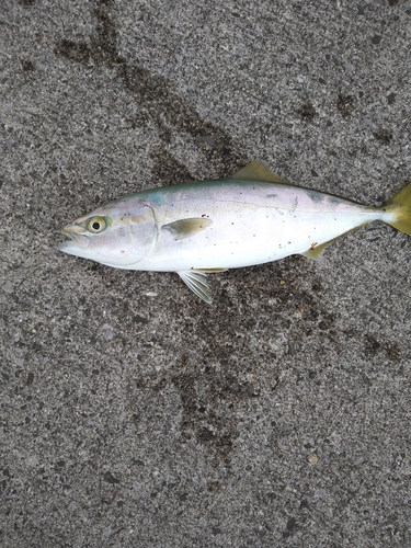 ショゴの釣果