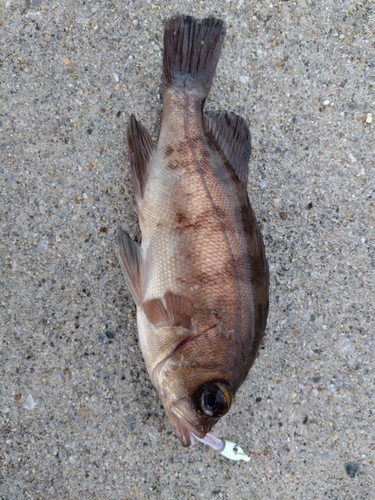 メバルの釣果