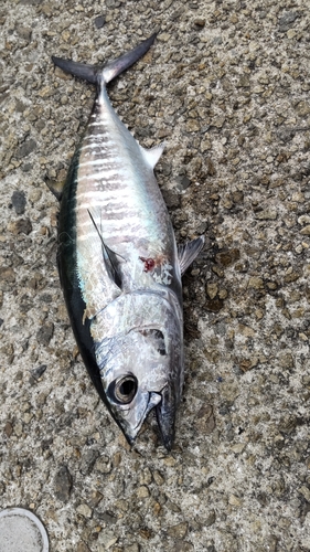 ヨコワの釣果