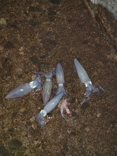 マメイカの釣果