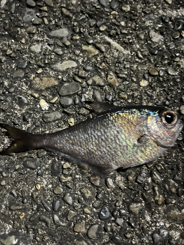 ハタンポの釣果