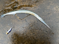 ダツの釣果