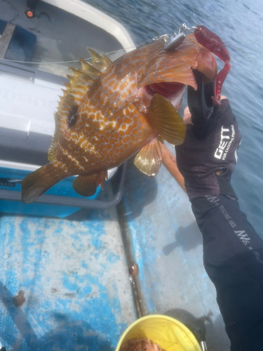 キジハタの釣果