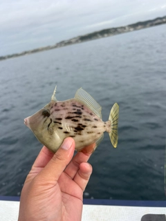 カワハギの釣果