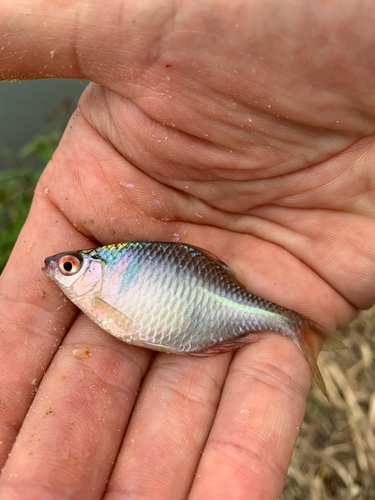 タイリクバラタナゴの釣果