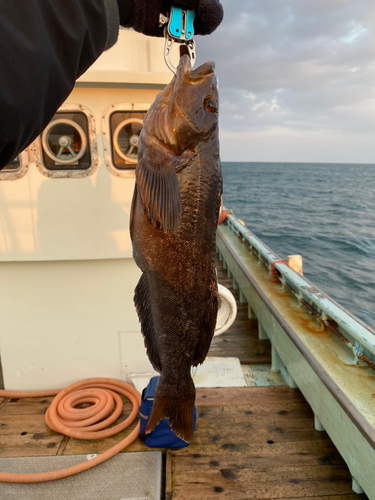 アイナメの釣果