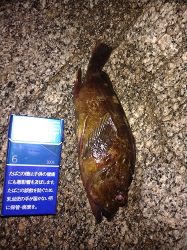 カサゴの釣果