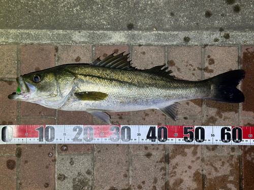 シーバスの釣果